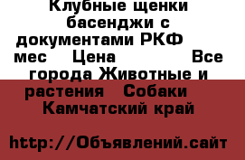 Клубные щенки басенджи с документами РКФ - 2,5 мес. › Цена ­ 20 000 - Все города Животные и растения » Собаки   . Камчатский край